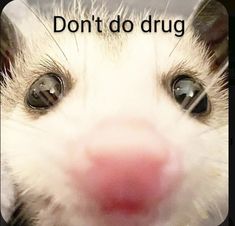 Dont do drug Possum Cute, Boy Gang, Baby Possum, Cute Ferrets, Trash Panda, Funny Animal Jokes