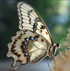 a close up of a butterfly on a flower