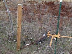 Fence Puller Diy, Goat Fencing, Goat Fence, Rustic Garden Fence, Ranch Fencing