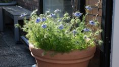 a potted plant with blue flowers on the outside