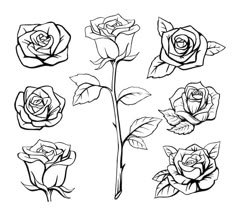 black and white roses with leaves on a white background stock photo - image 34987