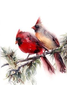 two birds sitting on top of a pine tree branch