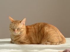 an orange tabby cat laying on top of a white bed sheet with its eyes closed