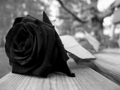 a black rose sitting on top of a wooden table