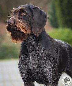 a black and brown dog standing on top of a stone walkway with trees in the background