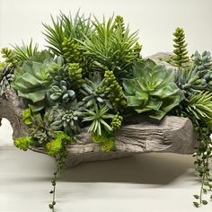 an arrangement of succulents and plants on a piece of driftwood