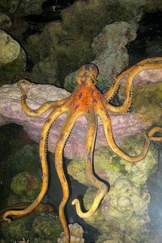 an octopus is sitting on some rocks in the water and it looks like he's floating