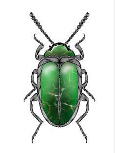 a drawing of a green beetle on a white background