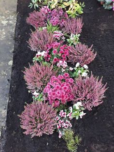 purple and white flowers are growing in the ground next to each other on top of black mulch