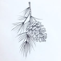 a drawing of a pine cone hanging from a tree branch with needles on it's tip