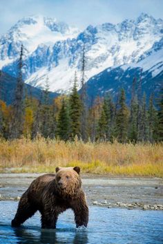 a brown bear standing in the middle of a river with mountains in the back ground