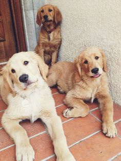 two puppies are laying on the ground next to a door and brick flooring