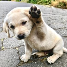 a puppy is sitting on its hind legs and pawing at the camera with it's front paws up