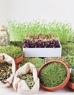 various plants and seed bags on a table