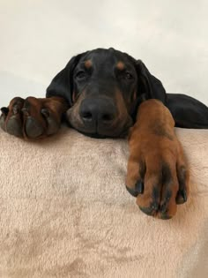 a black and brown dog laying on top of a white blanket