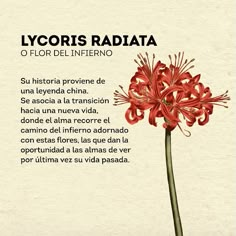 a red flower with the words lycoris radiata written in spanish