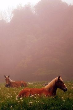 two horses laying in the grass on a foggy day