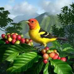 a bird sitting on top of a tree filled with berries and coffee beans canvas print