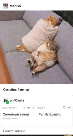 two cats laying on top of each other on a couch with the caption family evening