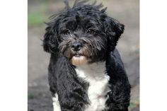 a small black and white dog standing on top of a dirt road next to grass