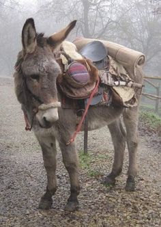 a donkey with a saddle on it's back