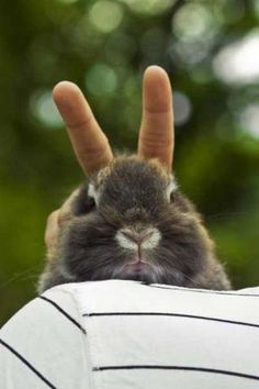 a rabbit is holding its head up to the camera