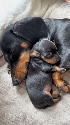 two black and brown puppies cuddling on top of each other