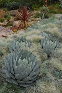 some very pretty plants in a big grassy field