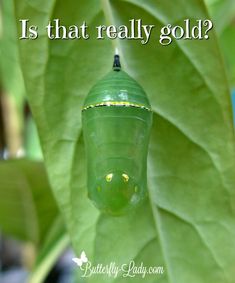 a green monarch butterfly chlobum with the caption is that really gold?