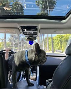 a small dog is standing in the back seat of a car with its head up