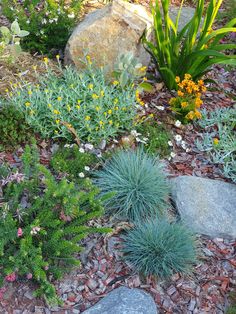 various plants and rocks in a garden