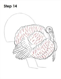 Wild Turkey Drawing, How To Draw A Turkey, Simple Turkey Drawing, Turkey Painting