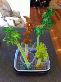 three glasses filled with vegetables on top of a counter