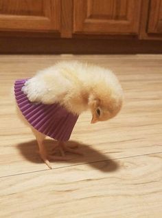 a small chicken with a purple fan around its neck sitting on the floor in front of a wooden cabinet