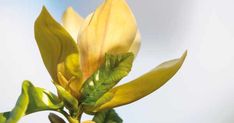 a yellow flower with green leaves in the foreground and blue sky in the background