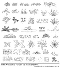 an image of various plants and shrubs in black ink on white paper, with the words fast