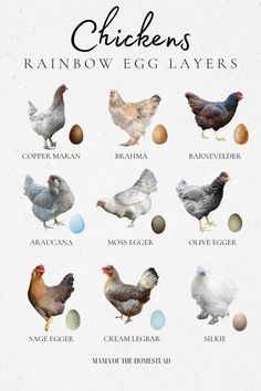 chickens and their eggs are shown in this poster