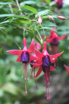 red and purple flowers with green leaves in the background