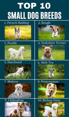 the top 10 small dog breeds in the world, with their names and pictures on them