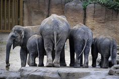 three adult elephants and one baby elephant are standing in the dirt near some large rocks