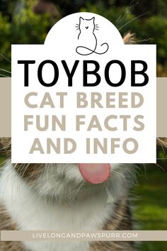 a cat sticking its tongue out with the words toybob on it's face