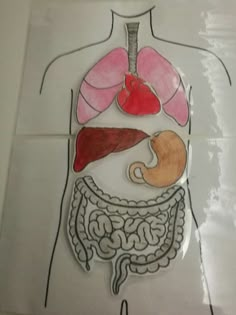 a diagram of the human body with organs and livers on white tiled flooring