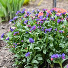 blue and pink flowers growing in the dirt