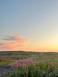 the sun is setting over an open field with wildflowers