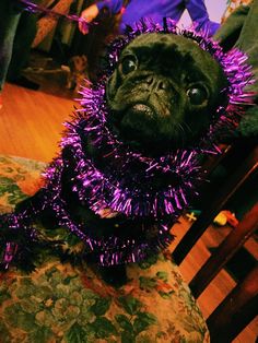 a pug dog dressed up in purple tinsel and looking at the camera while sitting on a chair