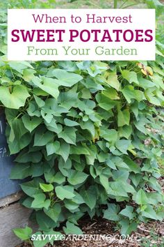 a garden with lots of green plants and the words when to harvest sweet potatoes from your garden