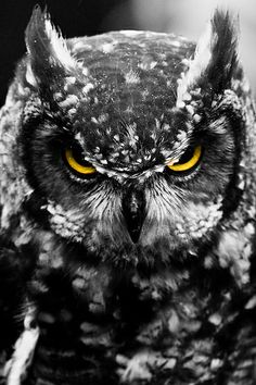 an owl with yellow eyes is looking at the camera while standing in front of a black background