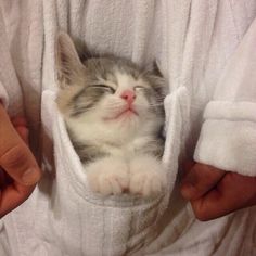 a cat is sleeping in a towel on someone's lap while they are holding their hands out