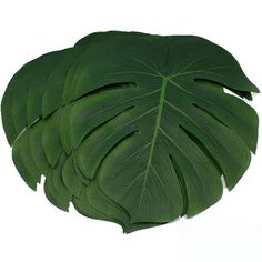 a group of large green leaves on a white background