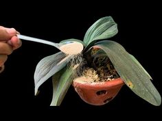 a hand holding a spoon over a potted plant